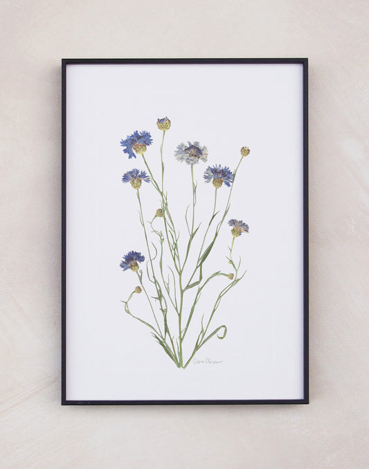 Cornflower