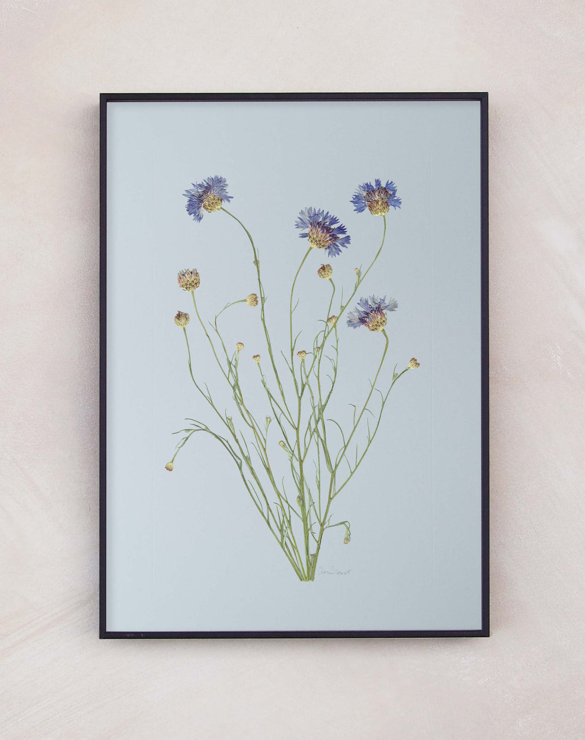 Cornflower