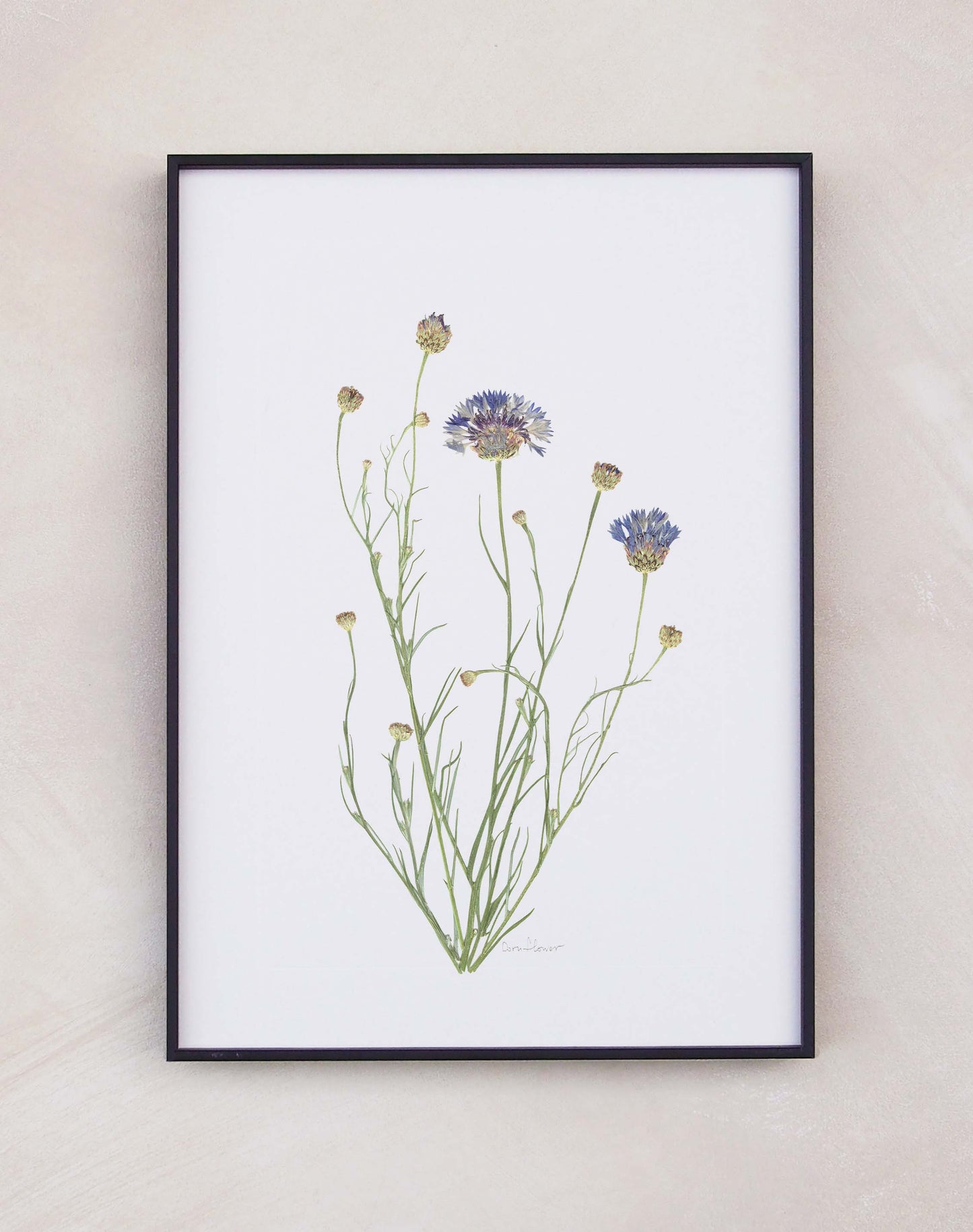 Cornflower