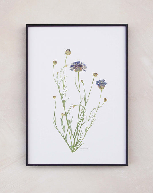 Cornflower