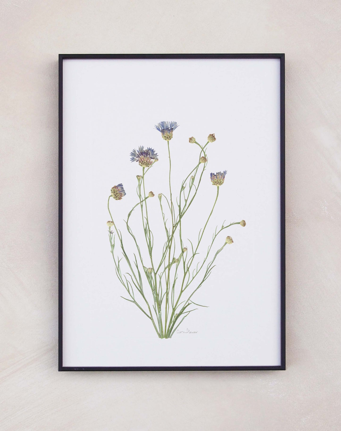 Cornflower