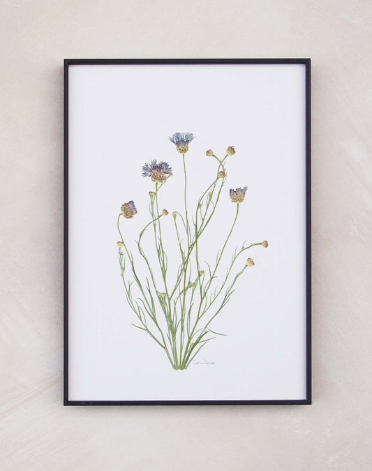 Cornflower