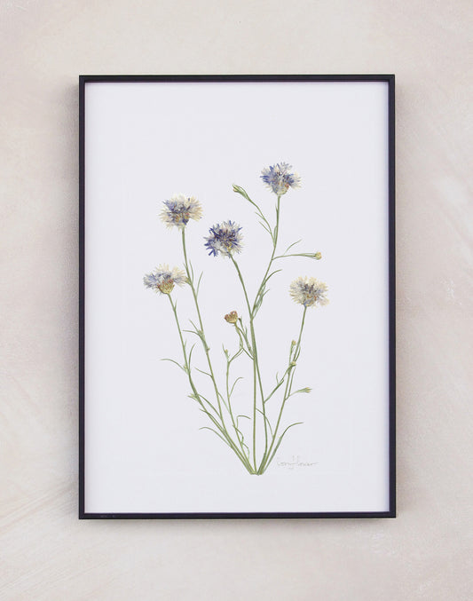 Cornflower