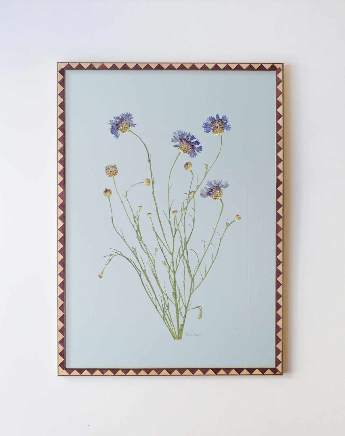 Cornflower