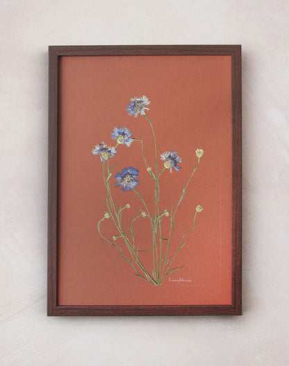 Cornflower