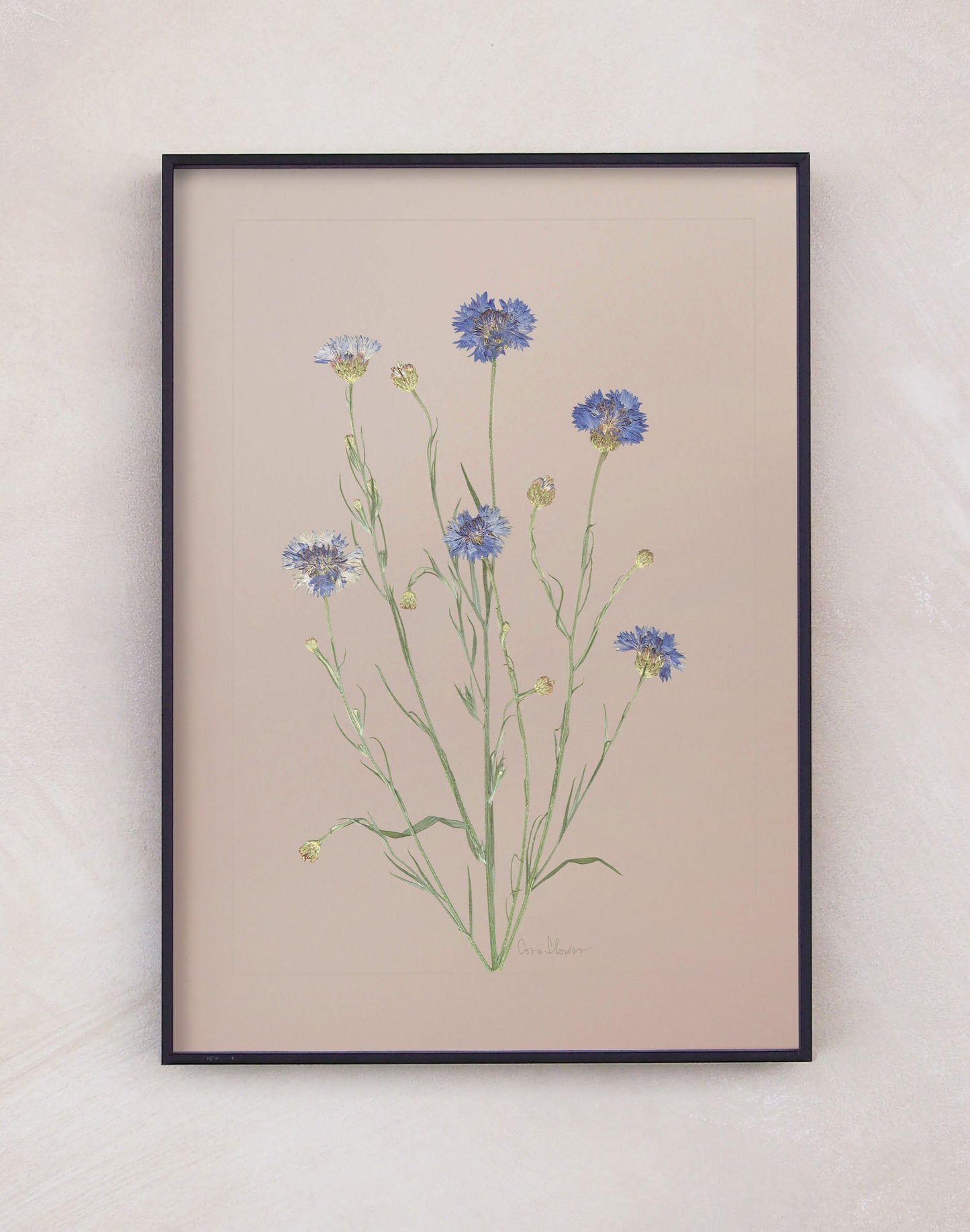Cornflower