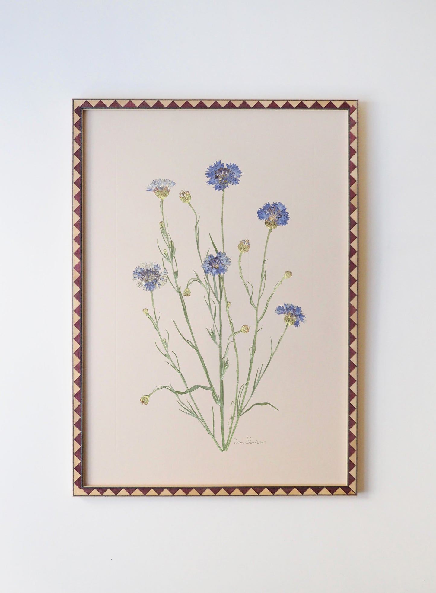 Cornflower