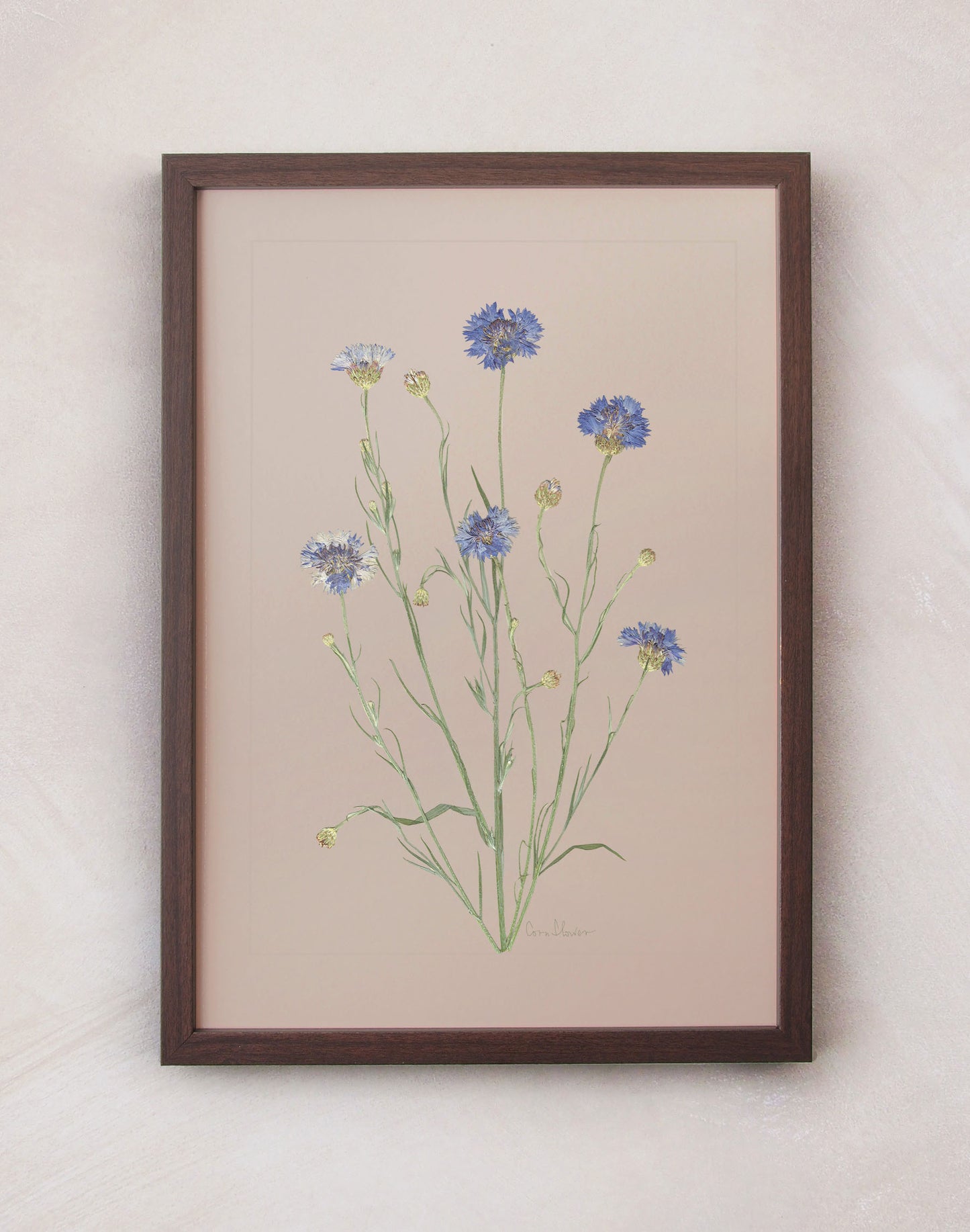 Cornflower