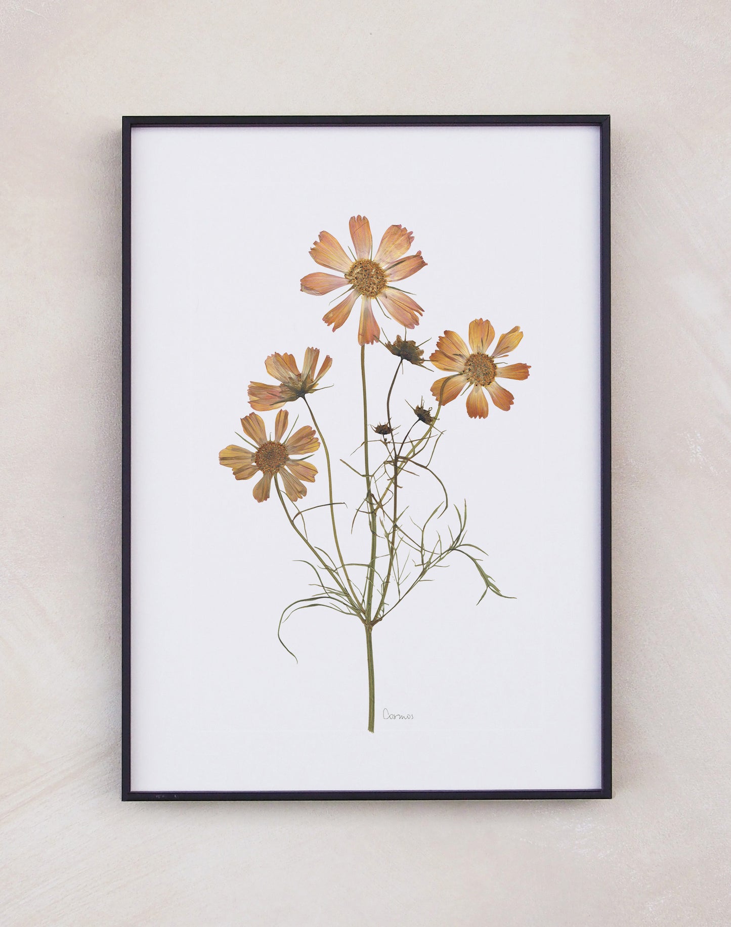 Cosmos