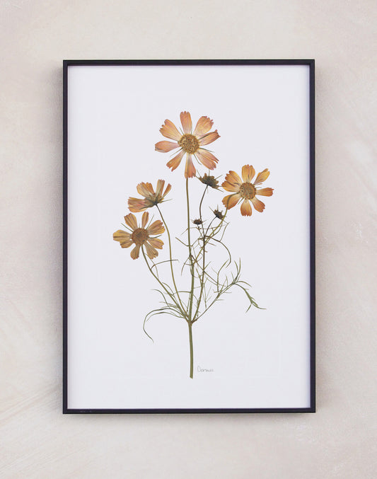Cosmos