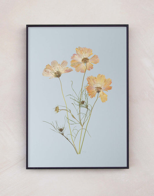 Cosmos