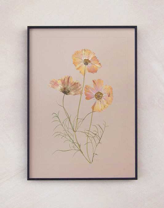 Cosmos