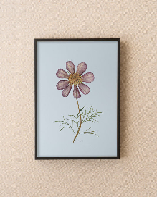 Cosmos