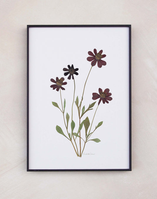 Cosmos