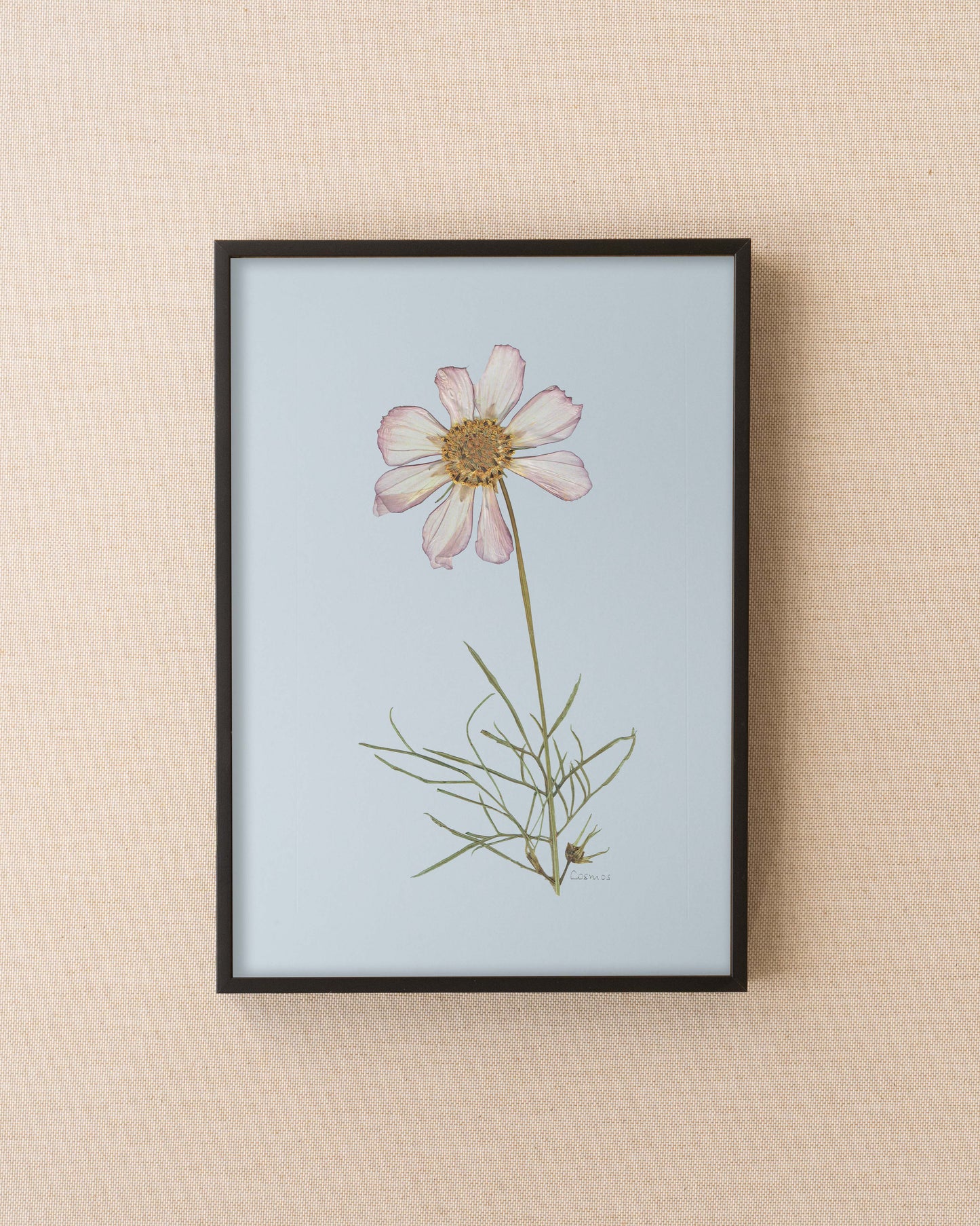Cosmos