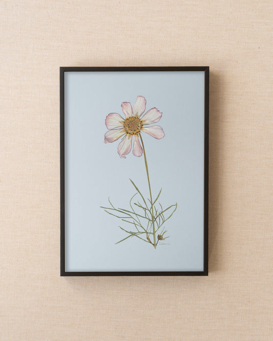 Cosmos