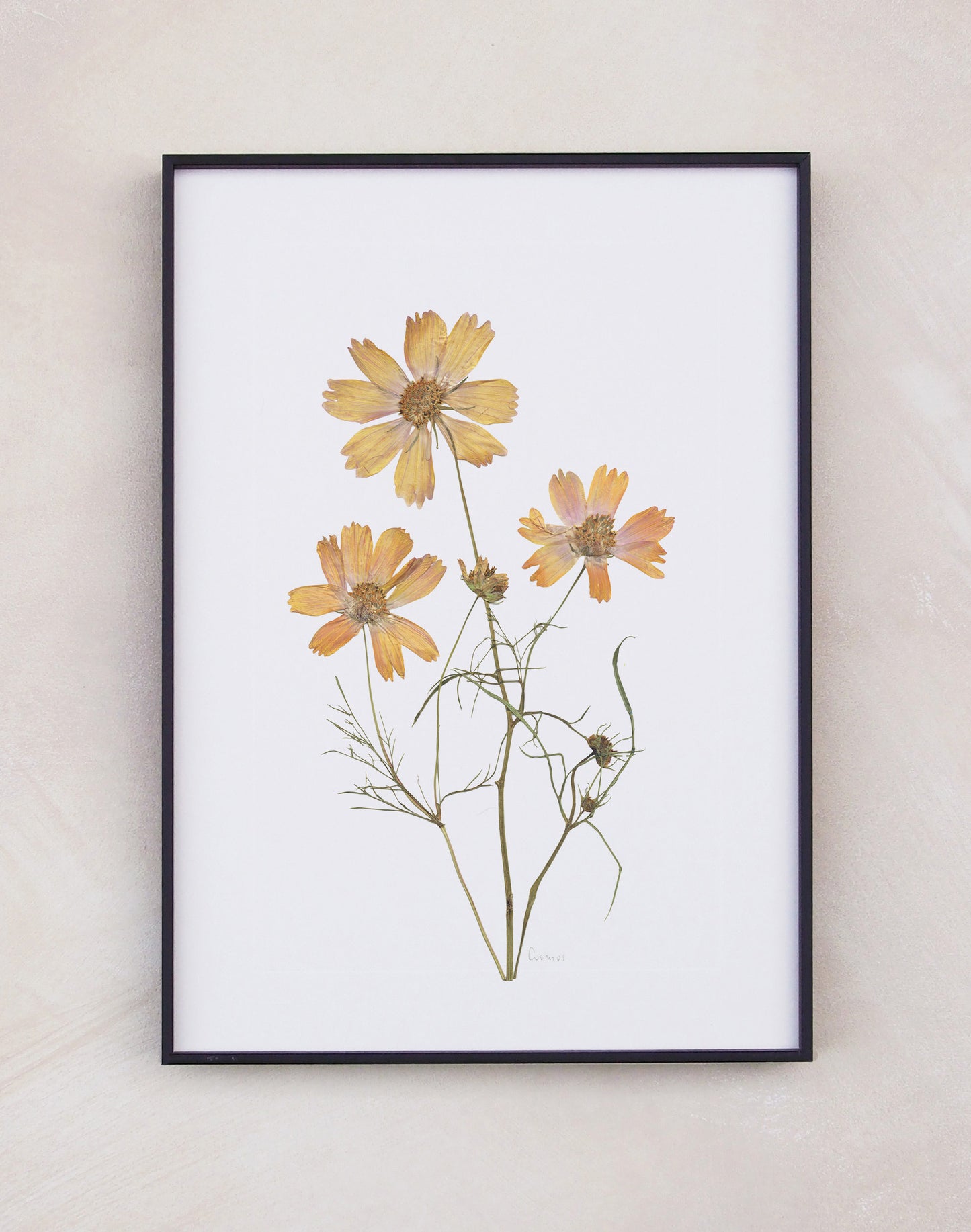 Cosmos