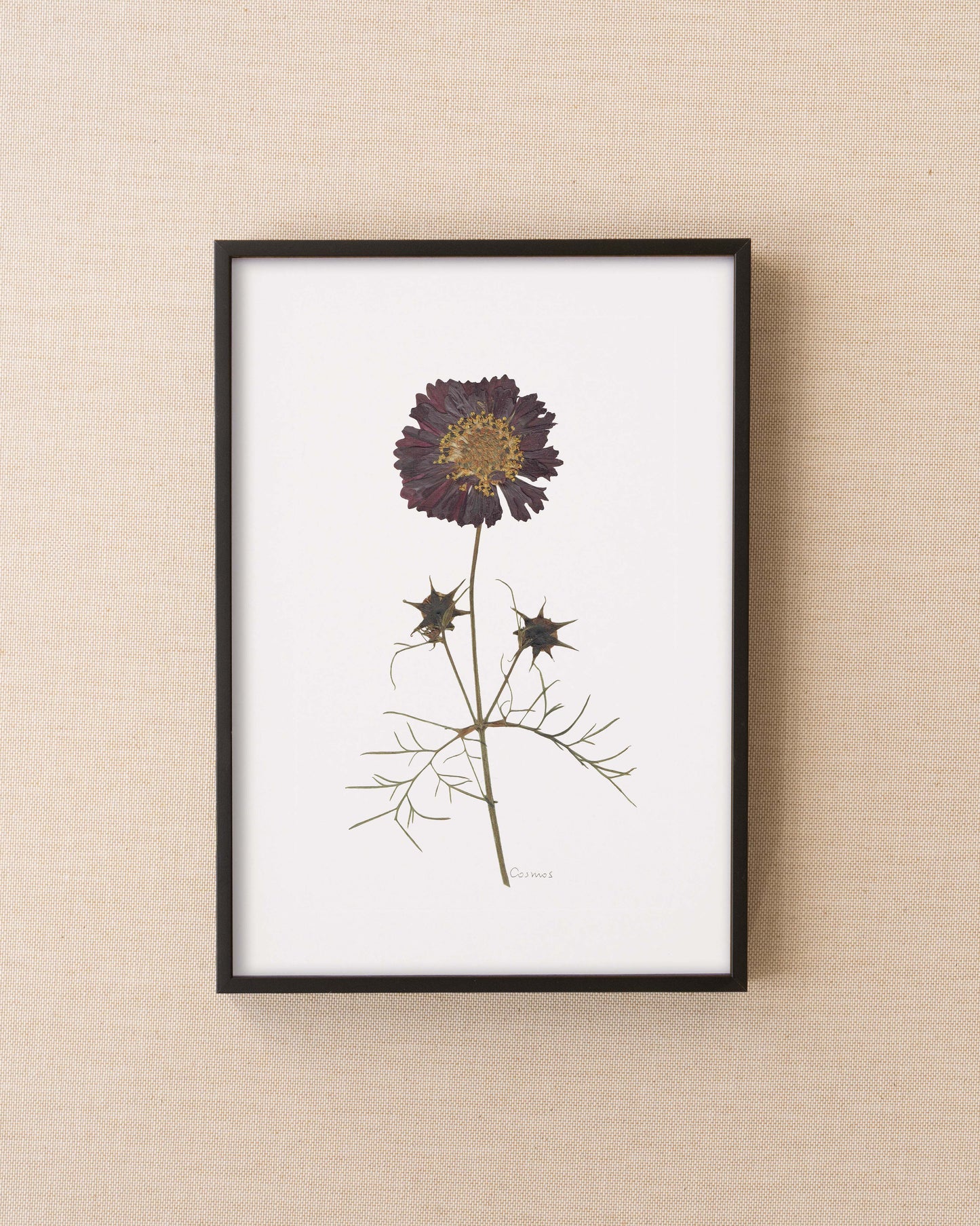 Cosmos