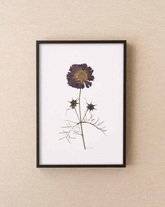 Cosmos