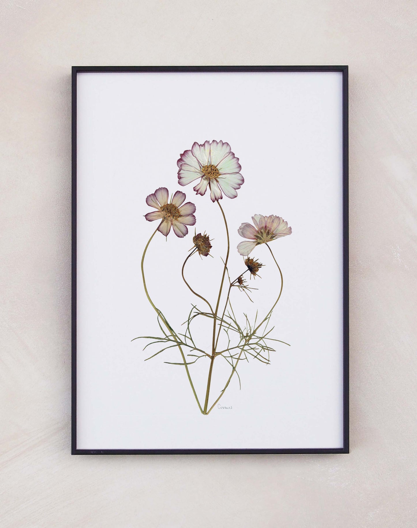Cosmos
