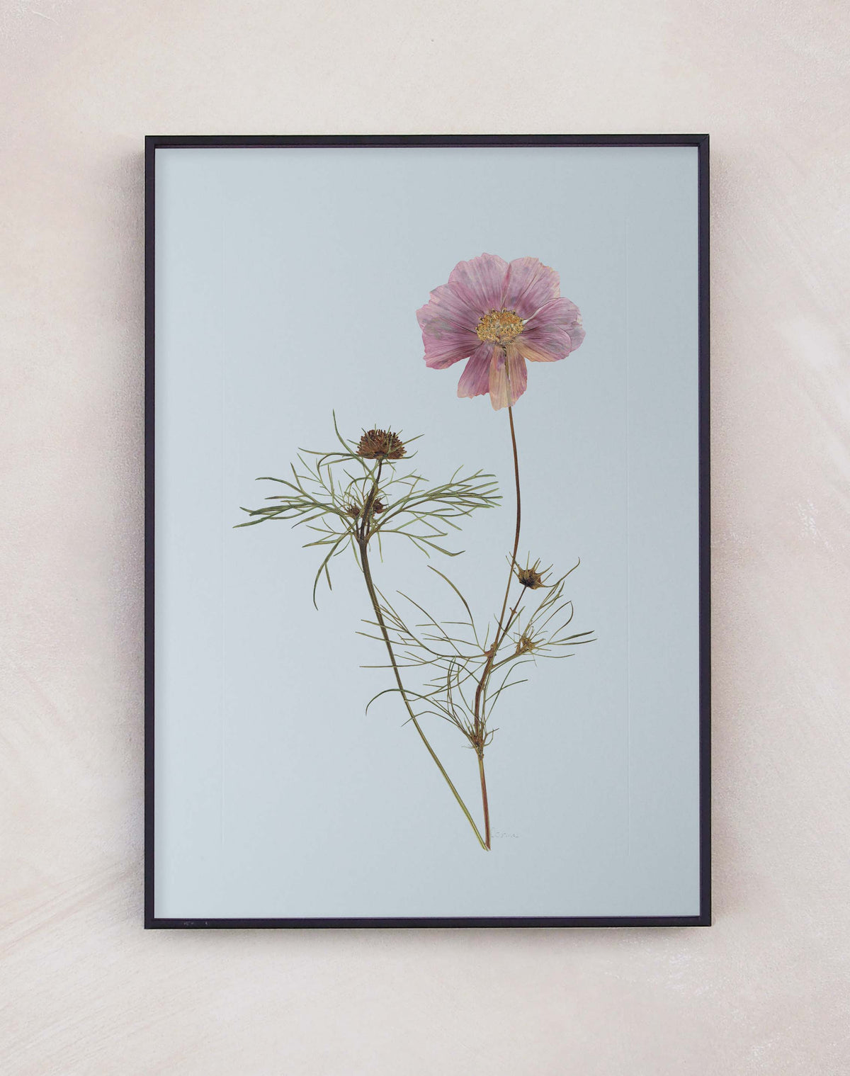 Cosmos