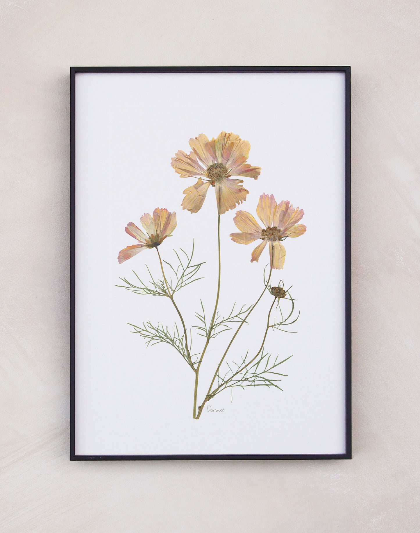 Cosmos