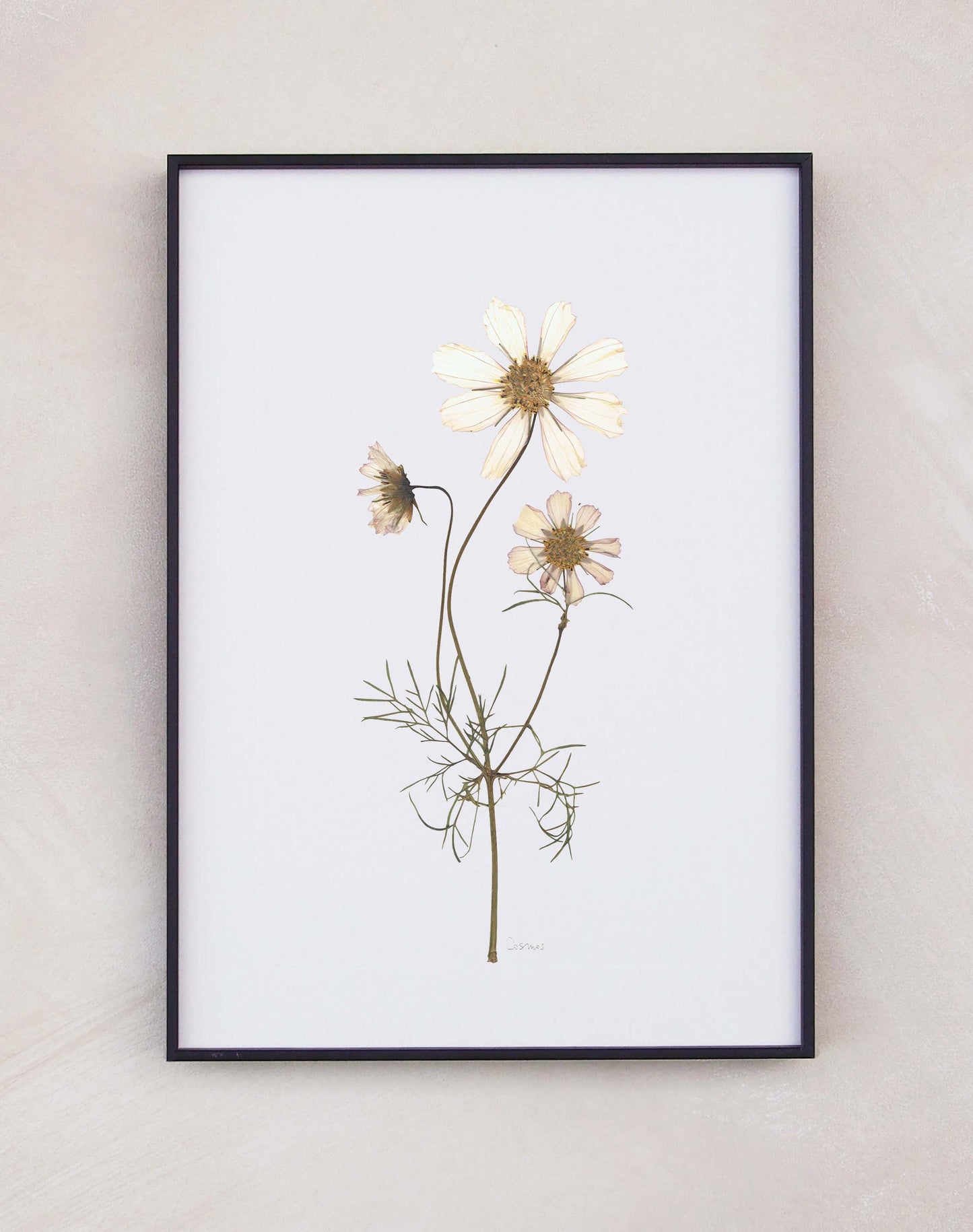 Cosmos