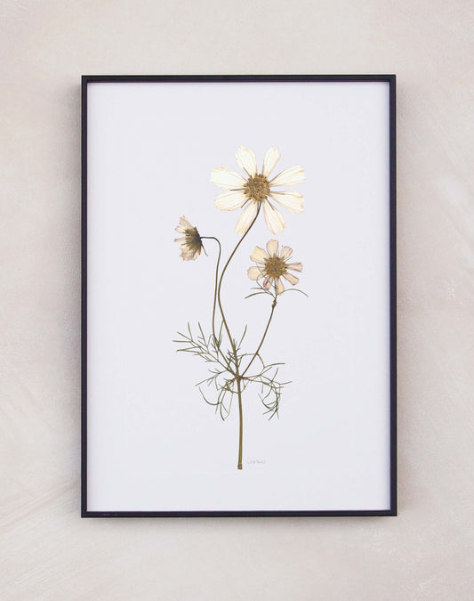 Cosmos
