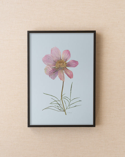 Cosmos