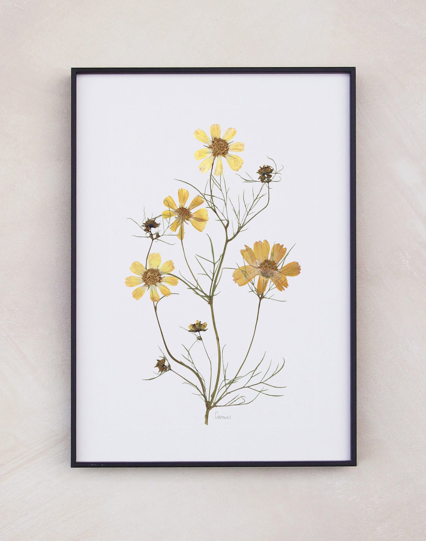 Cosmos