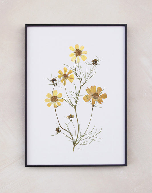 Cosmos