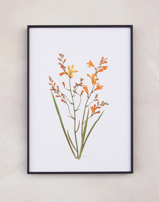 Crocosmia