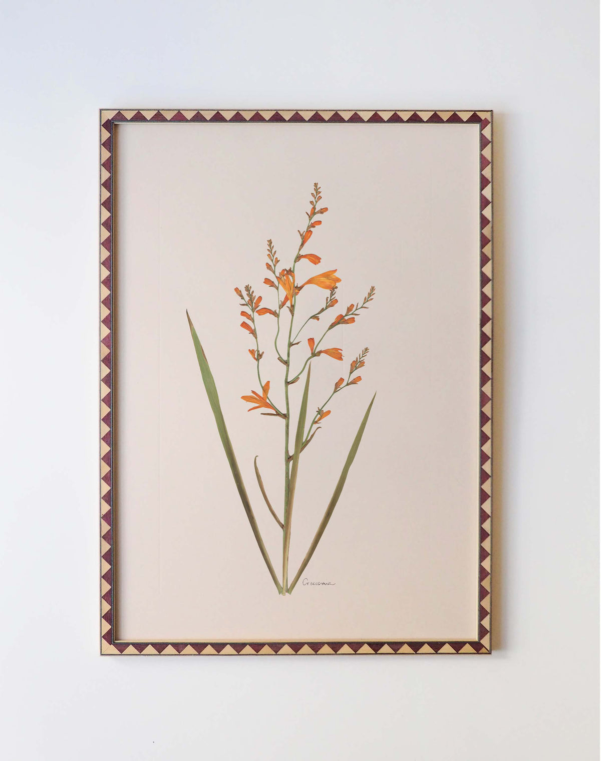 Crocosmia