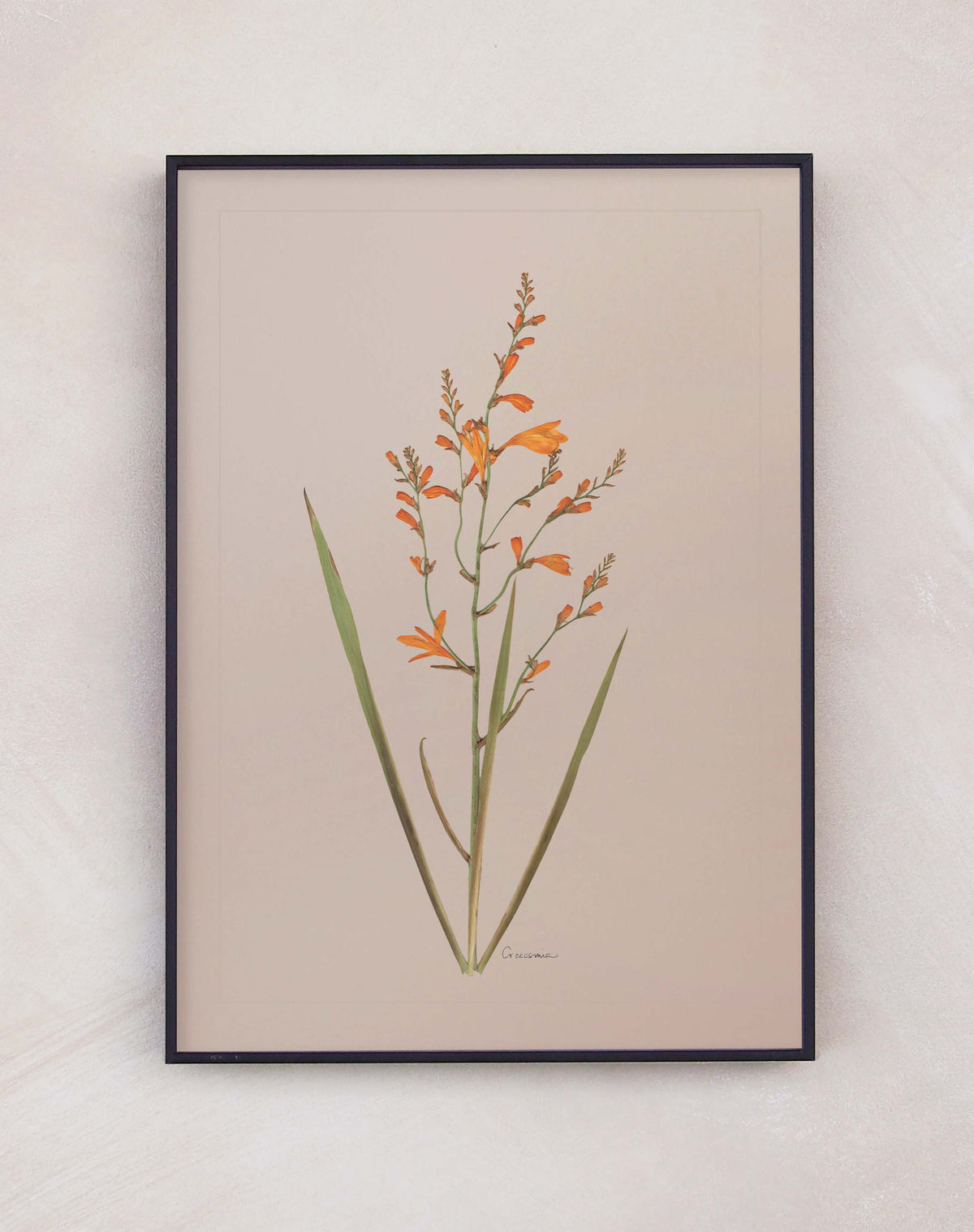 Crocosmia