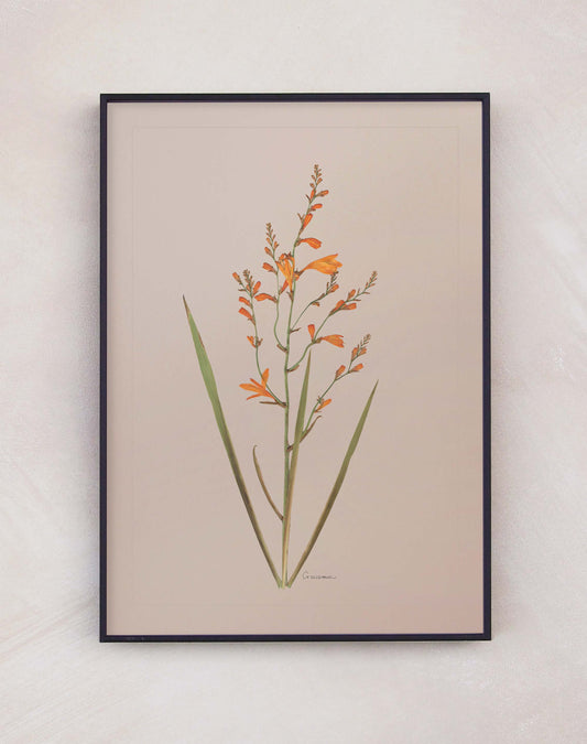 Crocosmia