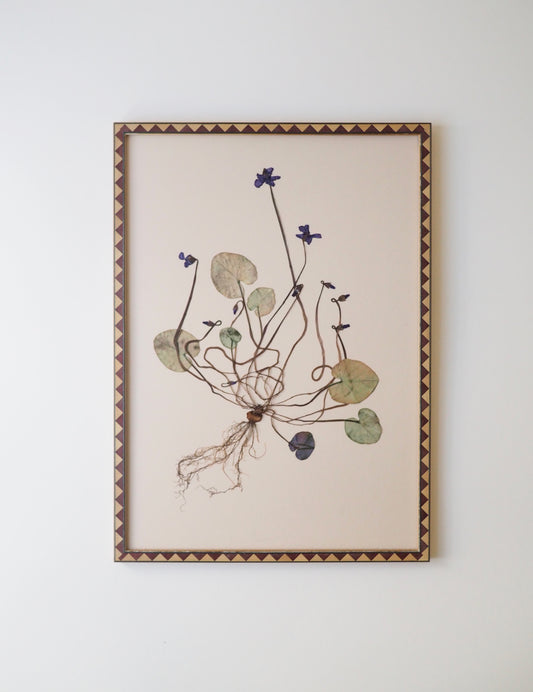 Cyclamen with Roots