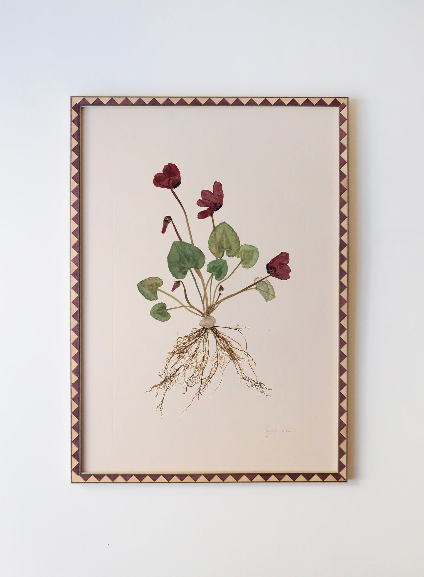 Cyclamen