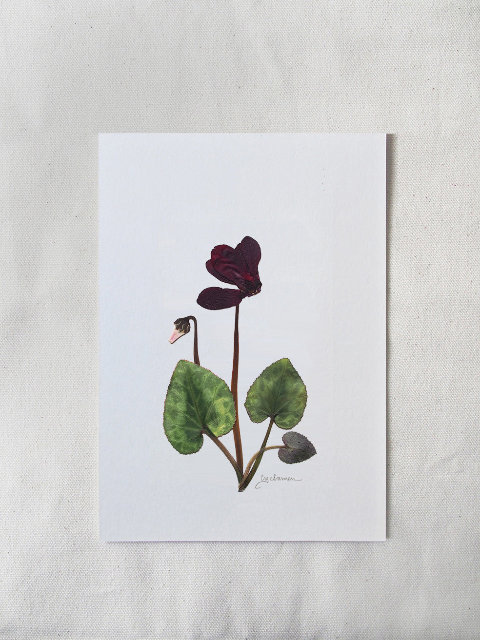 Valentine's Cyclamen Print (A5)