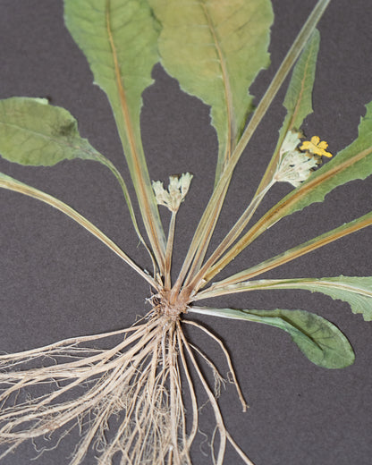 Cowslip with roots