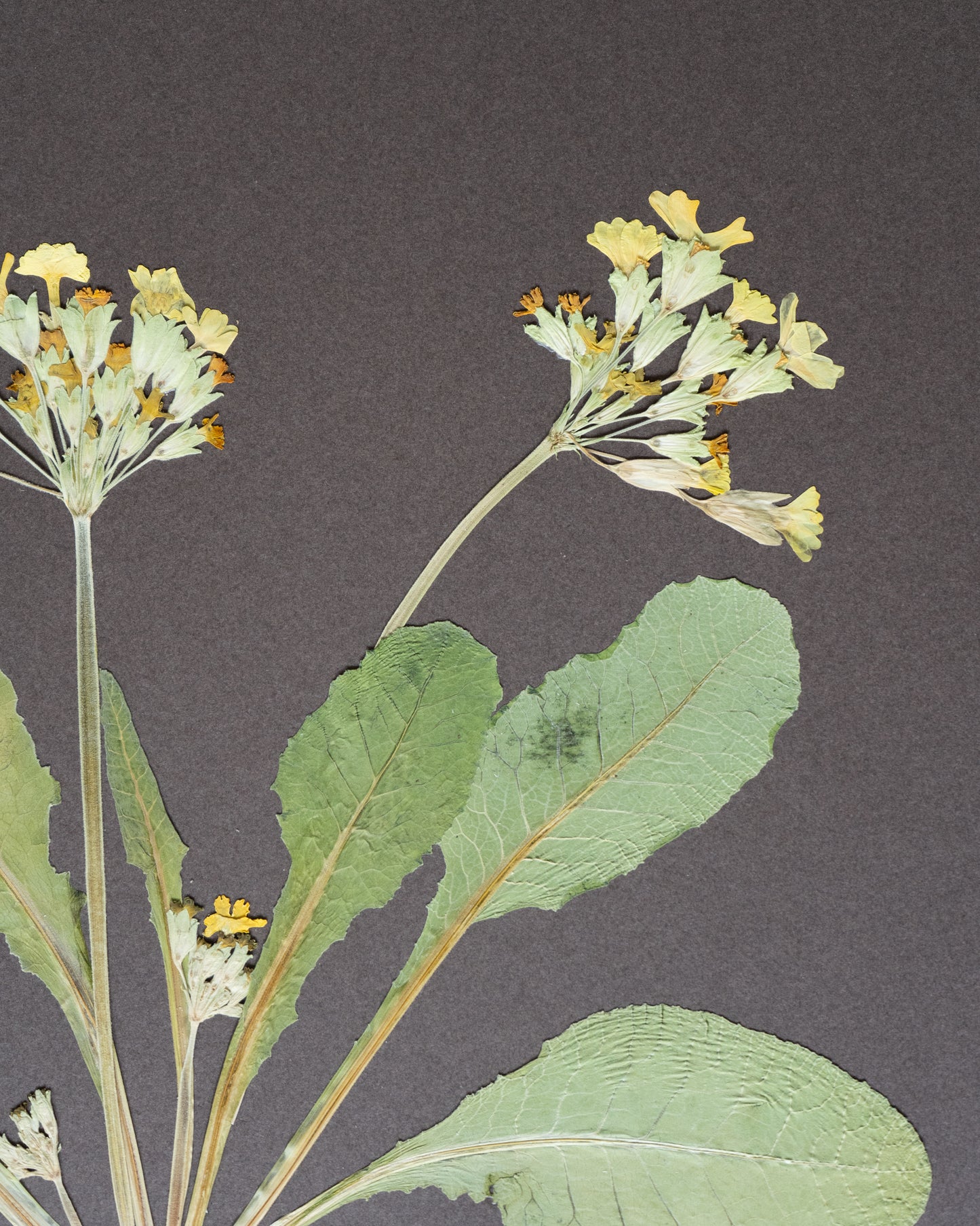 Cowslip with roots