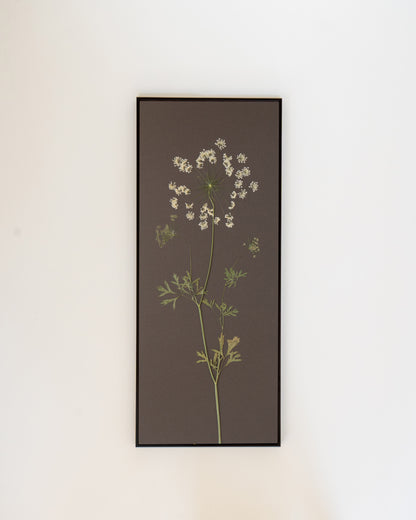 Ammi Majus