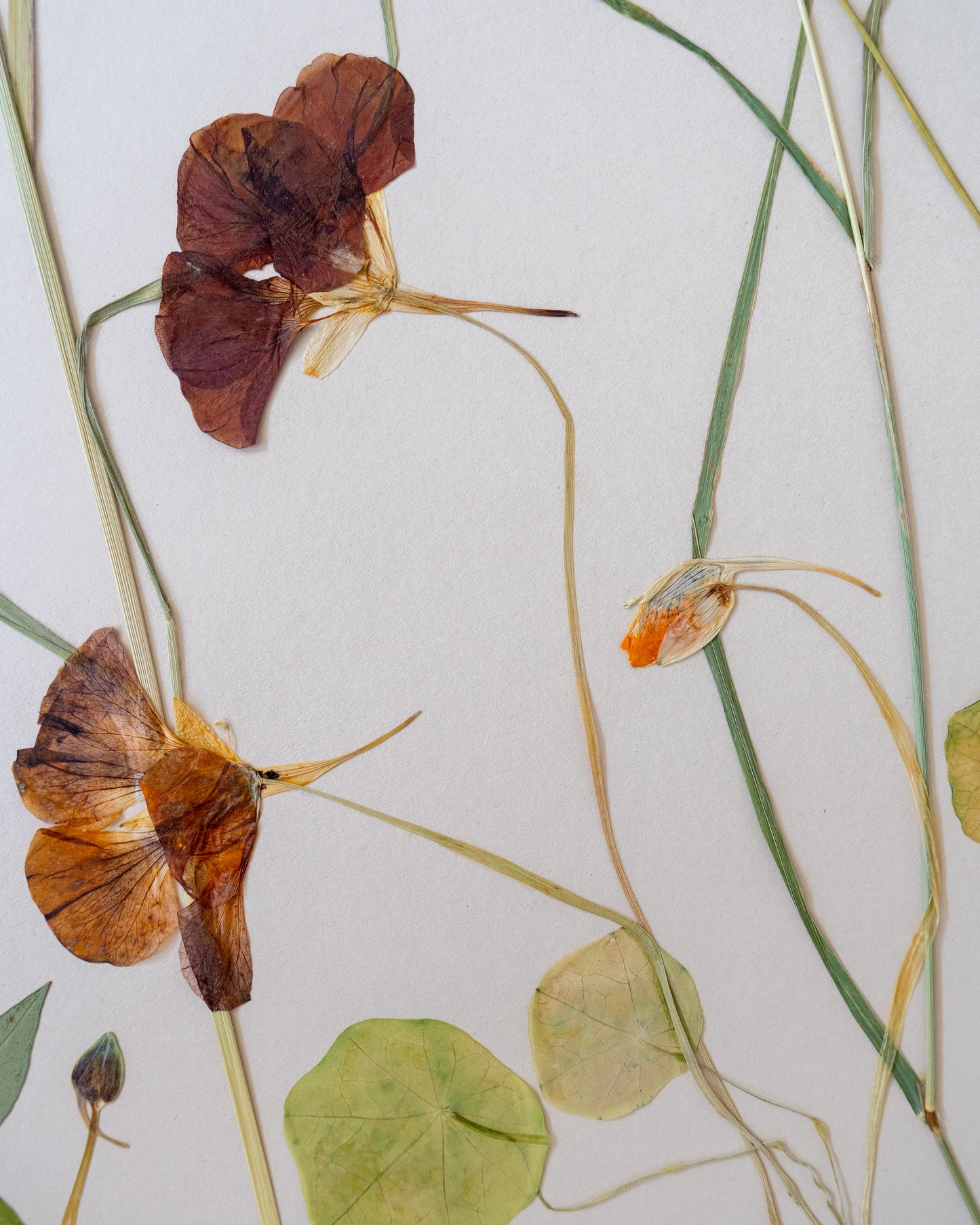 Garden Record: Late Summer
