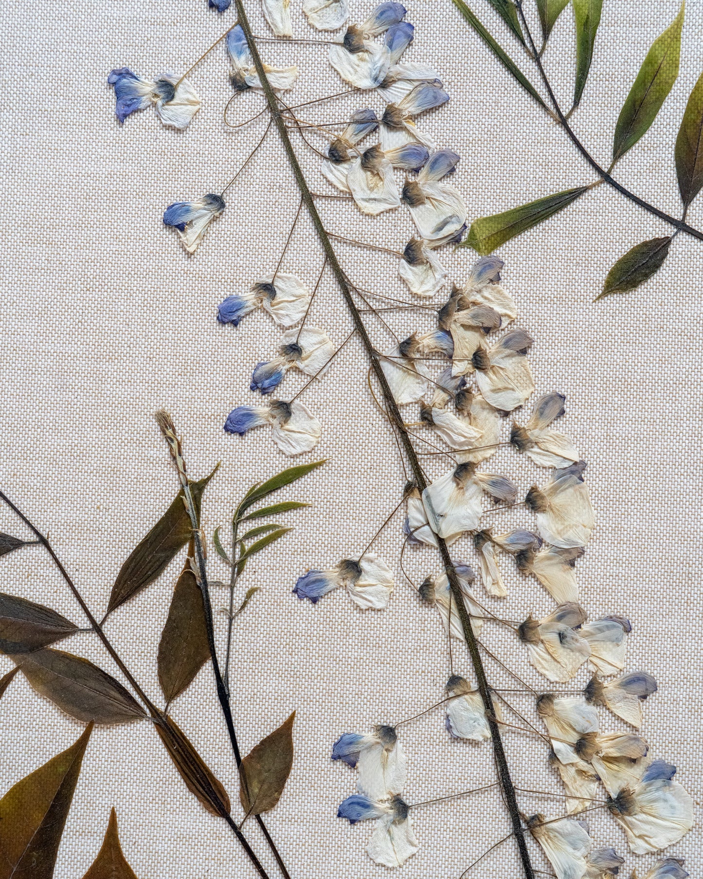 Wisteria