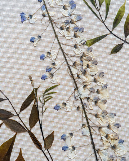 Wisteria