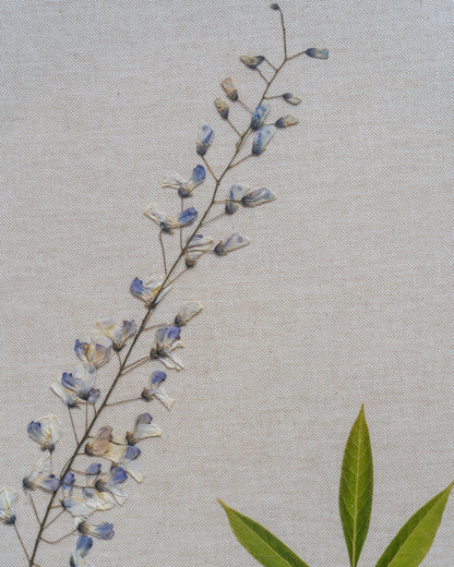 Wisteria
