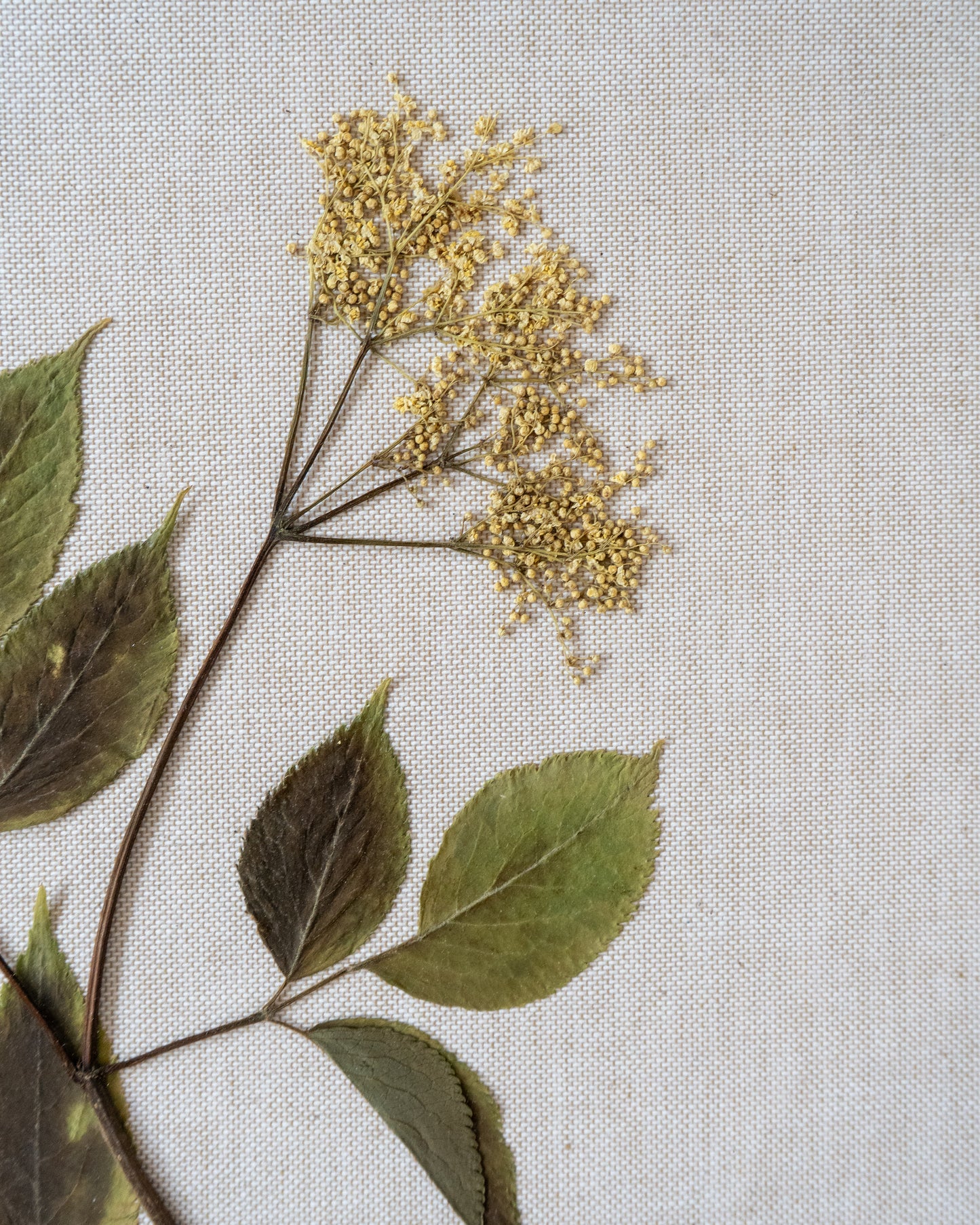 Elder on Linen