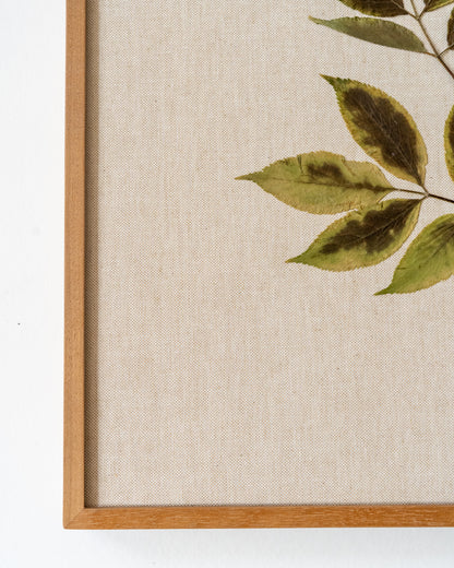 Elder on Linen