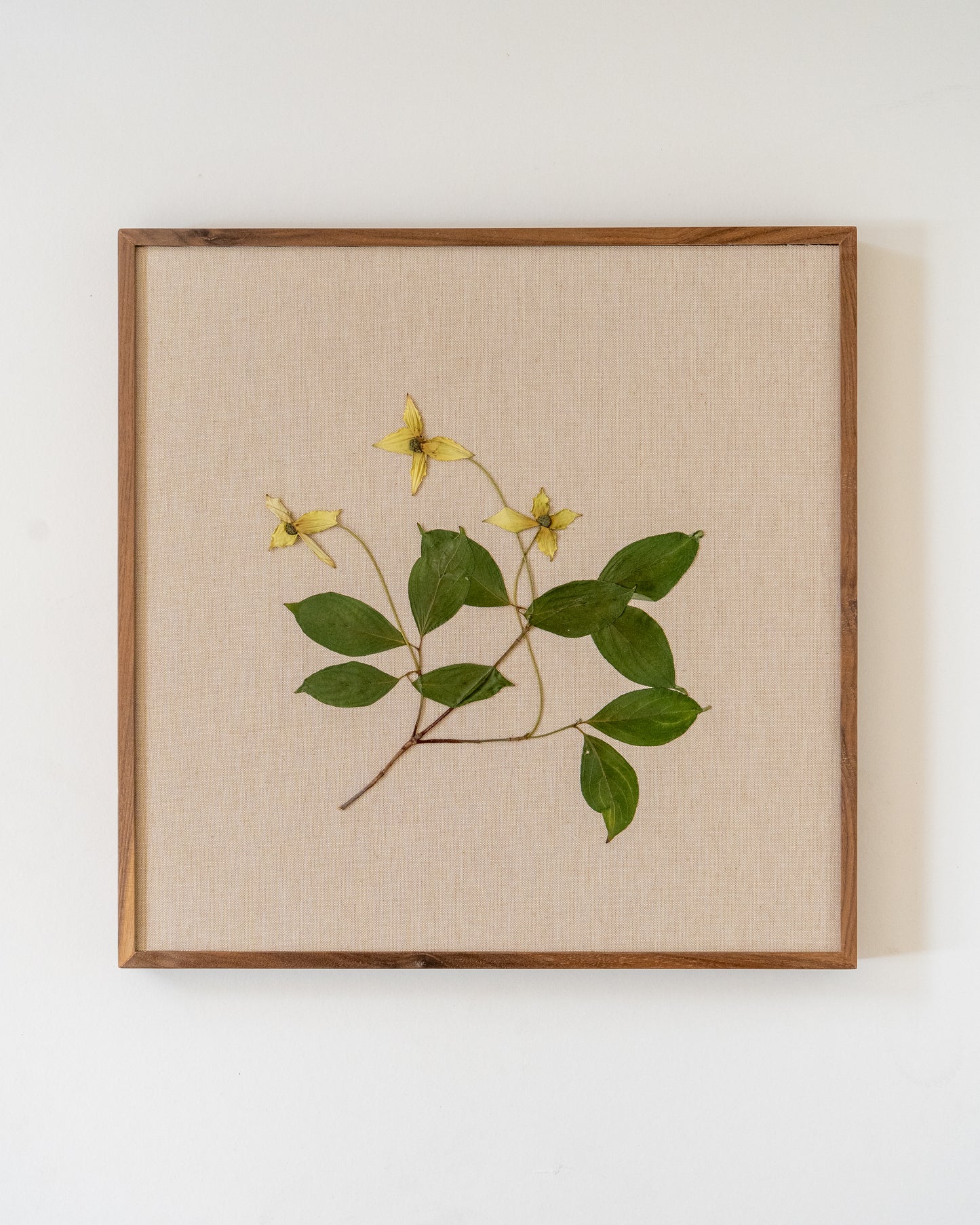 Cornus on Linen