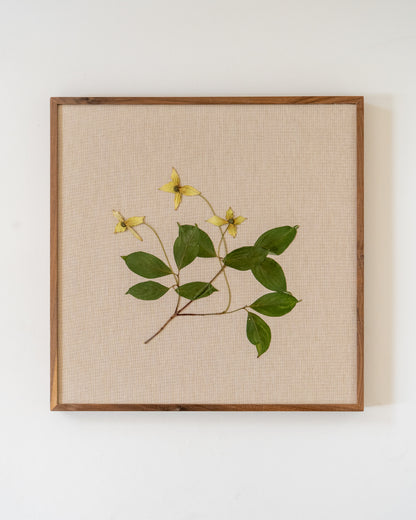 Cornus on Linen