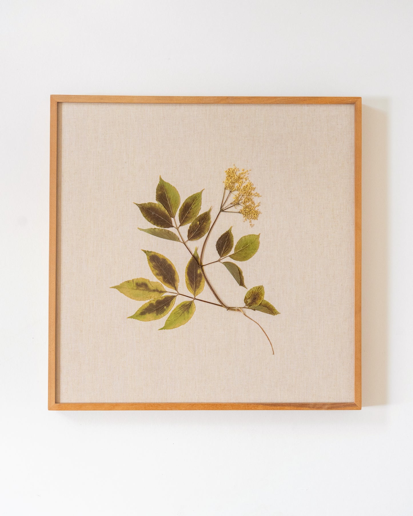Elder on Linen